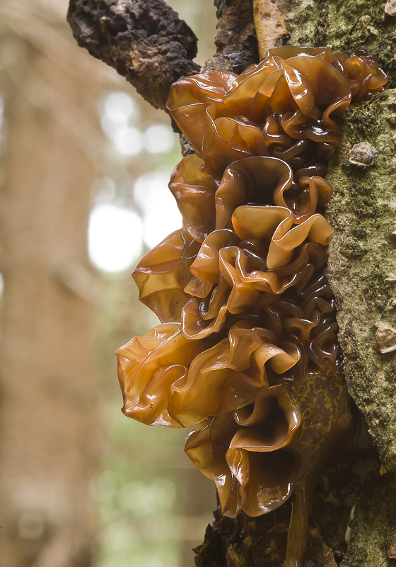 Phaeotremella cf. frondosa